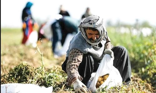 باغ‌های سیرجان و زندگی پرمشقت کارگران