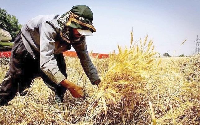 
خشکسالی هم پرداخت مطالبات کشاورزان را به‌روز نکرد!