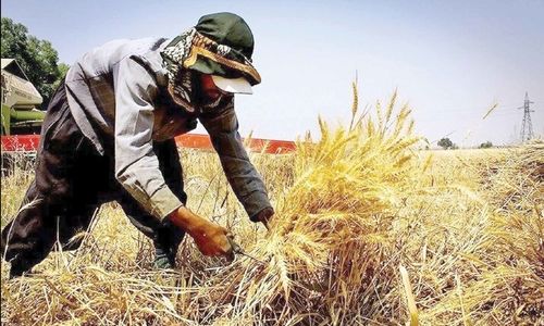
خشکسالی هم پرداخت مطالبات کشاورزان را به‌روز نکرد!