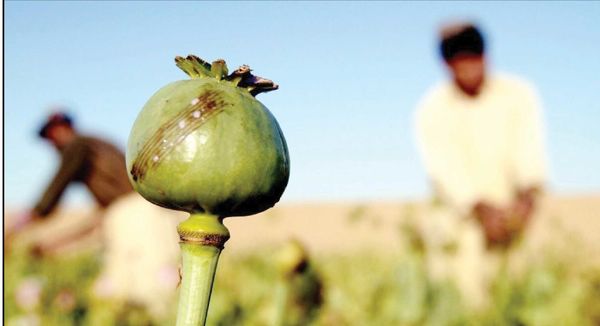 
قوانین درباره کشت خشخاش در کشور چه می‌گویند؟