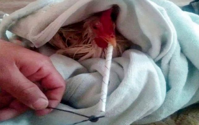 
ماجرای «مرغ‌های تریاکی»، غیرعقلانی و از نظر اقتصادی ناممکن است