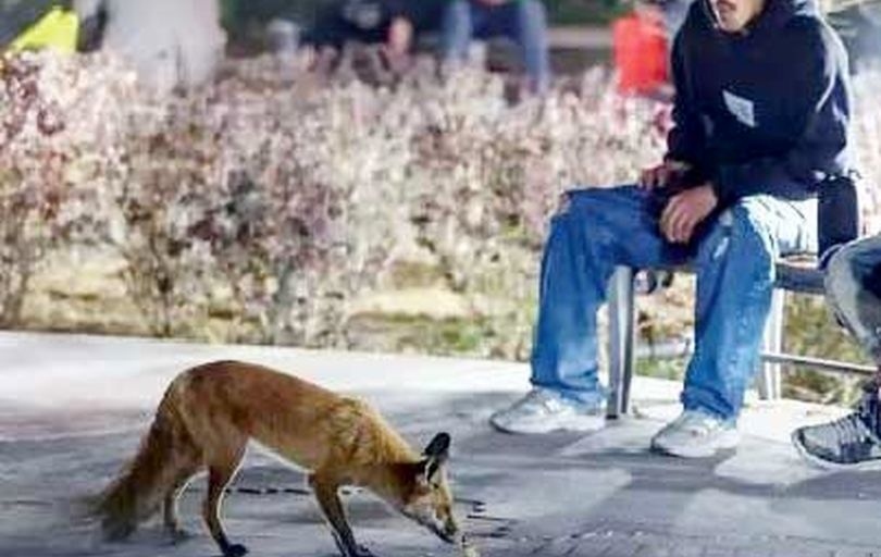 خشکسالی و تخریب زیستگاه؛ 

علت ورود روباه‌ها به تهران