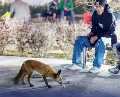 خشکسالی و تخریب زیستگاه؛ 

علت ورود روباه‌ها به تهران