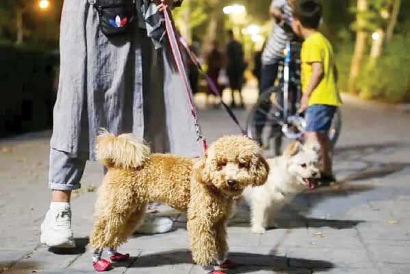 پیگیری یک طرح قدیمی و شکستخورده در مجلس