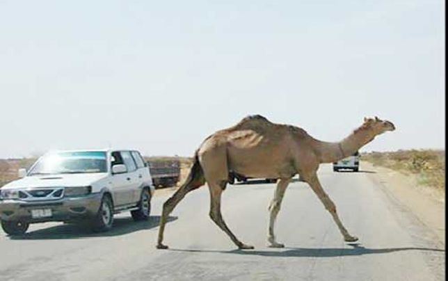 شترها در دو سال گذشته 

موجب مرگ ۶٠  نفر شده‌اند