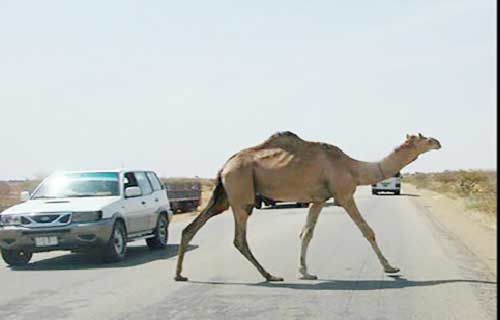 شترها در دو سال گذشته 

موجب مرگ ۶٠  نفر شده‌اند