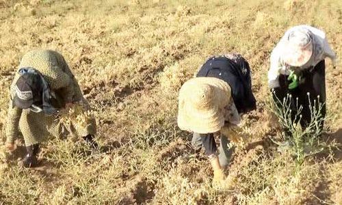 گرانی بذر و رواج دلالی، کشاورزی را بدون صرفه اقتصادی کرده است
