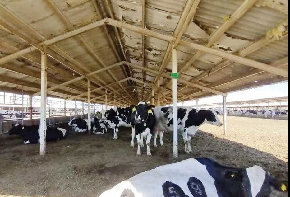 
شیوع تب برفکی در میان دام‌های کشور