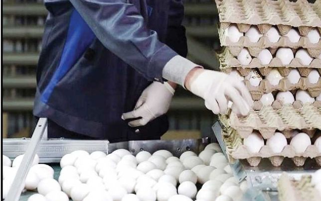 
مرغداران تخم‌مرغ را ۳۰ درصد زیر قیمت تمام‌شده به فروش می‌رسانند