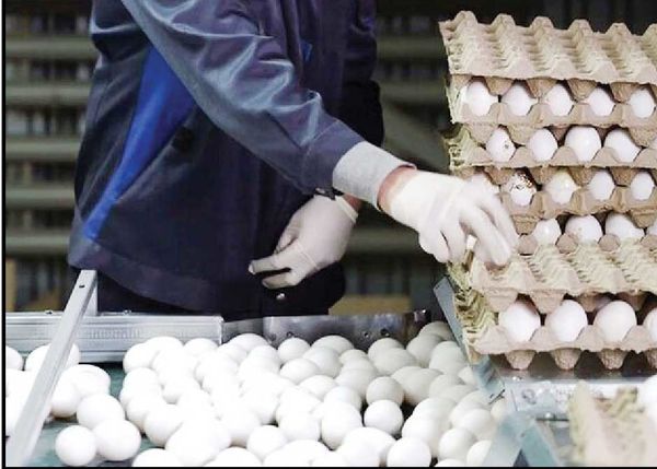 
مرغداران تخم‌مرغ را ۳۰ درصد زیر قیمت تمام‌شده به فروش می‌رسانند