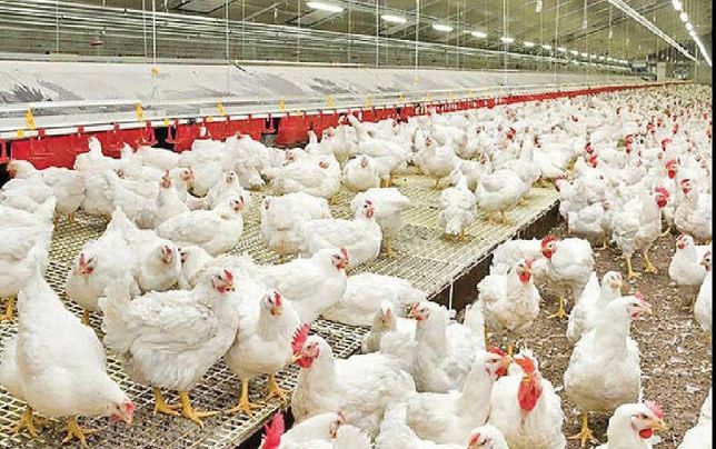 
تولید صنعت طیور کاهش خواهد یافت